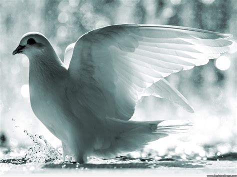 Desktop Wallpapers » Animals Backgrounds » White Dove » www ...