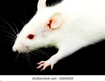 Closeup Photo White Rat Red Eyes Stock Photo 24241033 | Shutterstock