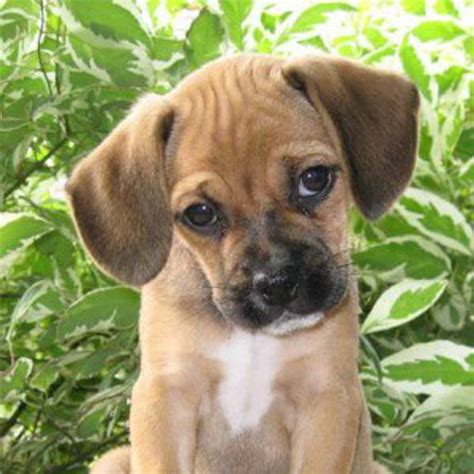 11 Of The Cutest Mixed Breed Puppies