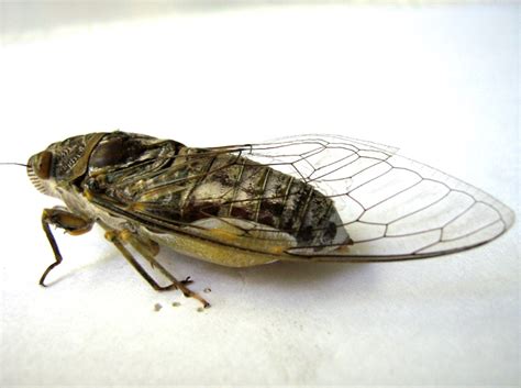 Tymbals of the cicada of Genus Dundubia | Cicada Mania