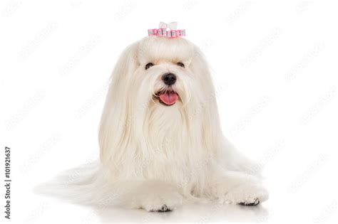 Maltese dog with bow, isolated on white Stock Photo | Adobe Stock