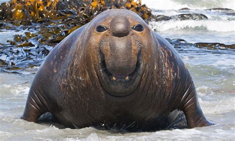 Elephant seal's huge grin as he's caught on camera at the beach | Daily Mail Online