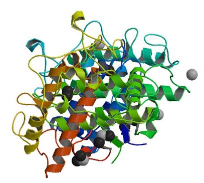 Enzyme Activity Measurement for Tyrosinase