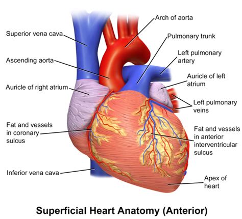 Difference Between Auricle and Atrium | Compare the Difference Between Similar Terms