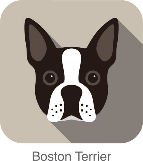 Boston Terrier Illustrations, Royalty-Free Vector Graphics & Clip Art ...