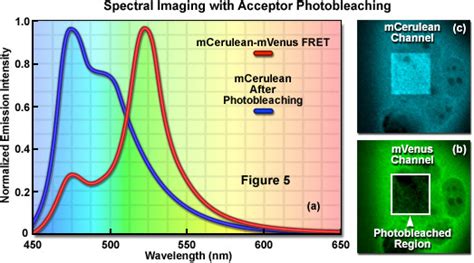 ZEISS Microscopy Online Campus | FRET Microscopy with Spectral Imaging