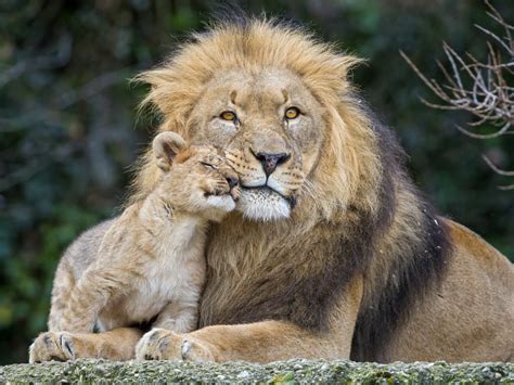 Lion with his Cub 4k Ultra Papel de Parede HD | Plano de Fundo | 4227x3170 | ID:681320 ...