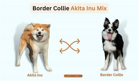 Akita Border Collie Mix: Info, Facts, Care & Pictures!