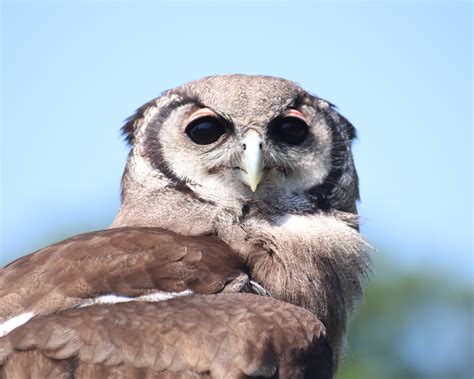 Important Information for your visit - Hawk Conservancy Trust - Hawk ...