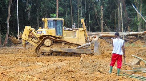 Cameroon: Government is stopping deforestation - Rainforest Rescue