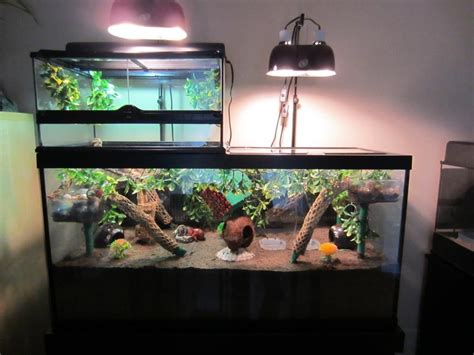 Brilliant 20 Cool Ideas for Hermit Crab Habitats https://meowlogy.com ...