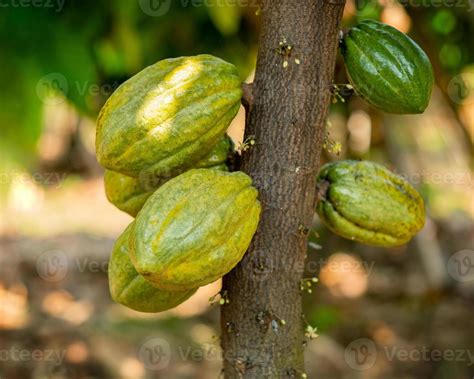 Cacao tree with cacao pods in a organic farm 2529452 Stock Photo at ...