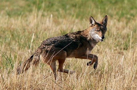 Coyotes in Pennsylvania: Are they coming to get you? - pennlive.com