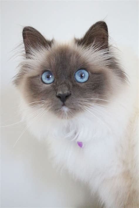 Birman Kitten / Cat - Blue Point - 10 Months old | Long hair cat breeds, Cute cats, Cats