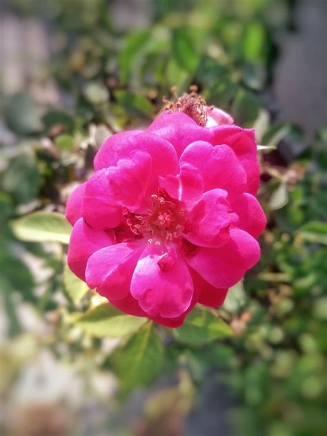 Rose,rosa gallica,flower,gallica,garden - free image from needpix.com