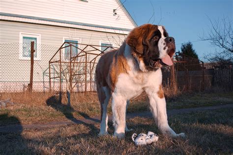 Wonder What The Tallest Dog Breeds Are? Check Our List!