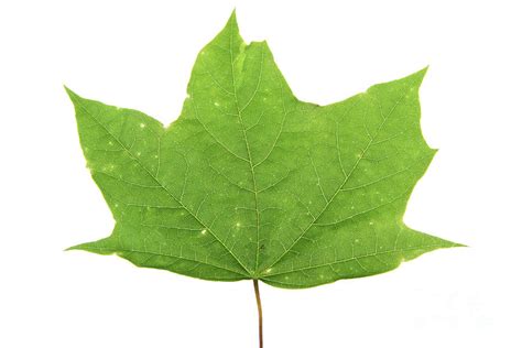 Green Tree Leaf Photograph by Photo Researchers - Fine Art America