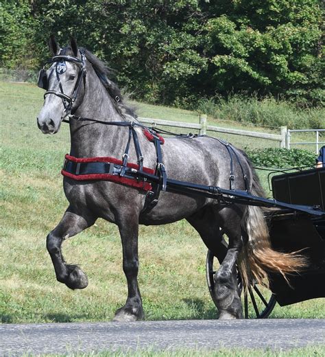 Draft Horse Harness | Working Horse Tack in Amish Country