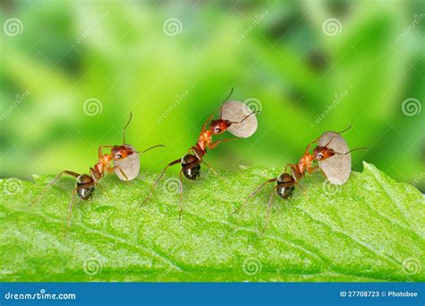 Ants Carrying Food Stock Photos - Image: 27708723