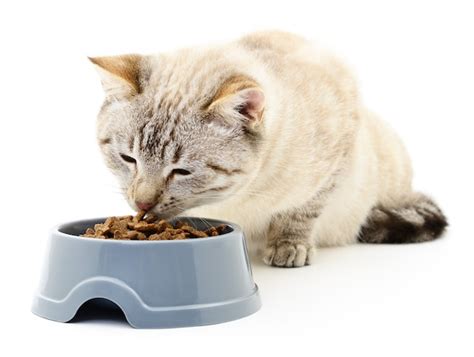 Premium Photo | Cat eating dry food on white.