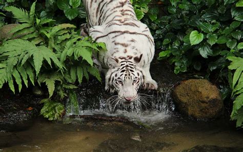 Singapore Zoo Tour - Singapore Visa Online