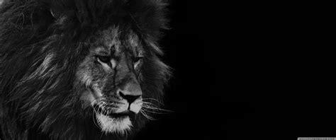 Black Lion Ultra HD Desktop Background Wallpaper for : Widescreen ...