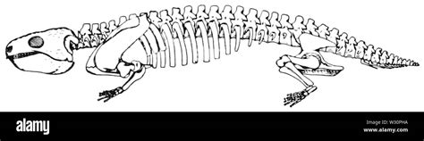 PSM V73 D570 Restoration of a diadectes skeleton Stock Photo - Alamy