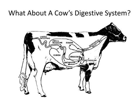 Cow Digestive System Diagram All Labeled