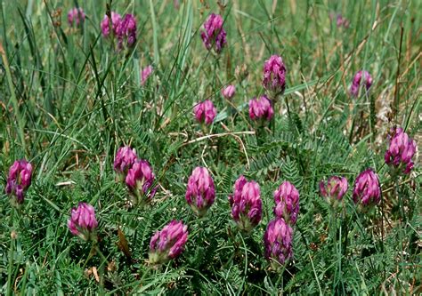 Flower Gallery :: Salt marshes :: 544_04