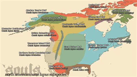 Eastern Timber Wolf (Canis lupus lycaon) — 'Souls Wiki