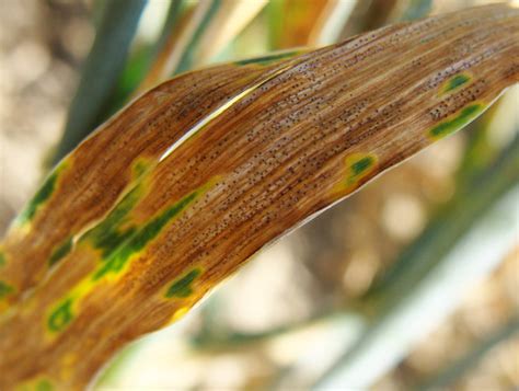 Septoria resistance breakthrough may reduce future losses in wheat yields - Farming UK News