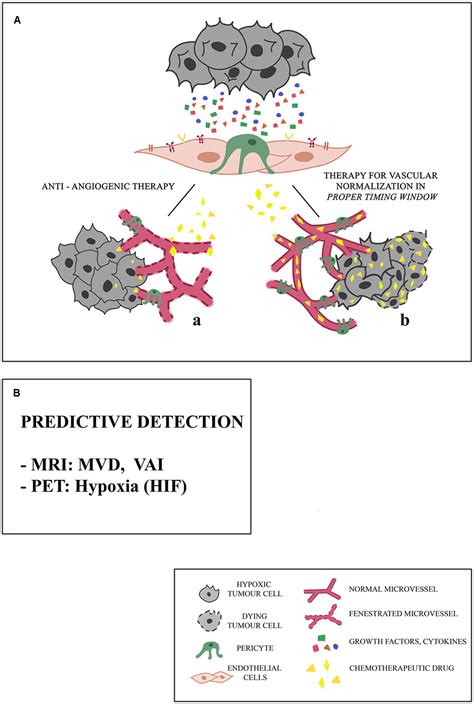 Frontiers | Anti-angiogenic Therapy in Cancer: Downsides and New Pivots ...