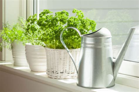 Parsley Care Guide: How To Grow Parsley Indoors - Tastylicious