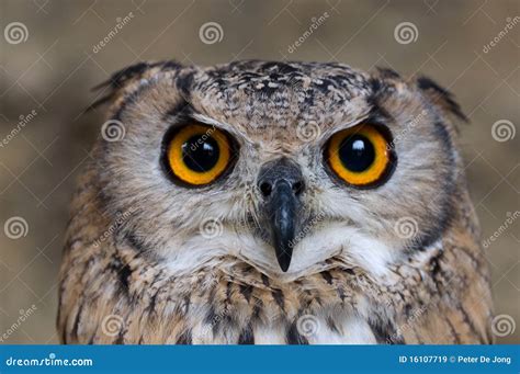 Eagle-Owl Searching for Prey Stock Image - Image of details, beautiful: 16107719