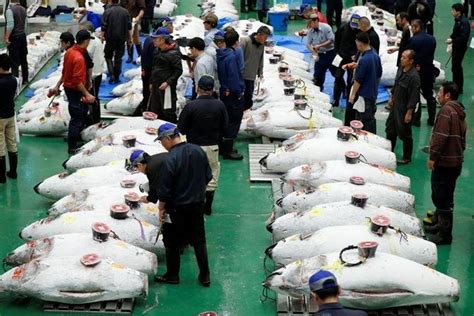 Toyosu Fish Market | See the World-Famous Tuna Auction 2024