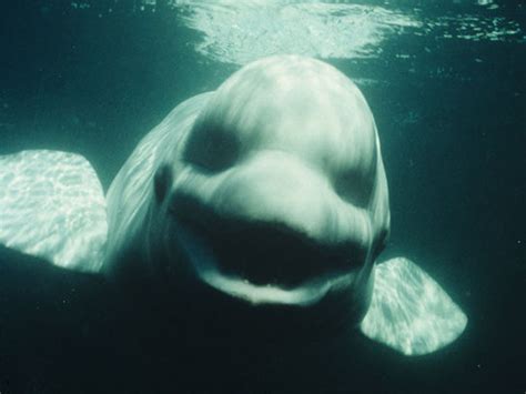 The Beluga whale that could talk - CBS News