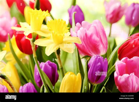 Colorful tulips and daffodils Stock Photo - Alamy