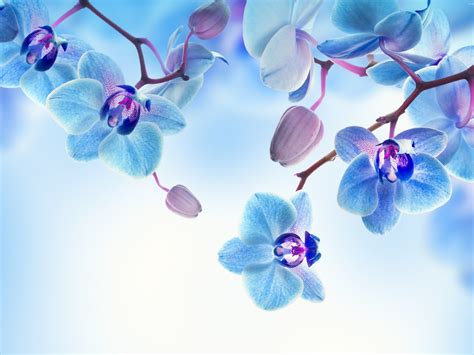 fleurs d'orchidée bleue-Haute Qualité HD Fond d'écran Aperçu ...