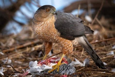 Types of Hawks In Ohio - With Pictures! - Wiki Point