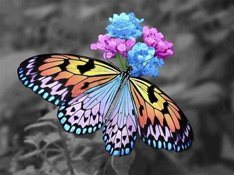 50 Beautiful Pictures Of Flowers And Butterflies | Beautiful ...