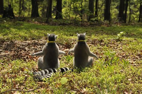 Duke Lemur Center: New Tours at Duke Lemur Center