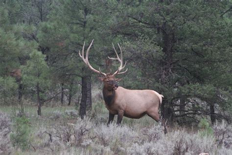 2013 Arizona Elk Hunting Forecast - Jay Scott Outdoors/Colburn and Scott Outfitters ...