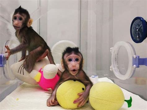 Chinese scientists behind cloned monkey breakthrough are just getting started | news.com.au ...