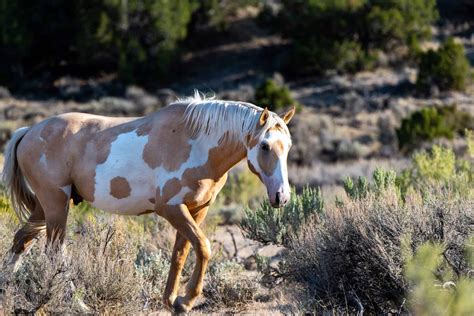 15 Images Of American Mustangs