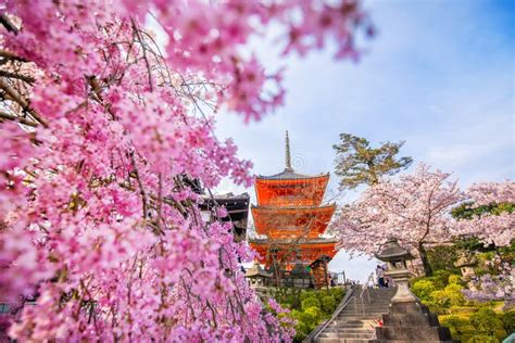 Kiyomizu-dera Temple and Cherry Blossom Season Sakura Spring T Stock ...