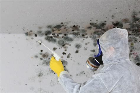 5 Major Steps For Preventing Mold In A Building