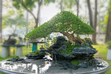 29 Gorgeous Pictures of Bonsai on Rocks - Backyard Boss