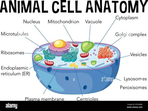 Museo Guijarro raqueta animal cell anatomy colección grueso Flojamente