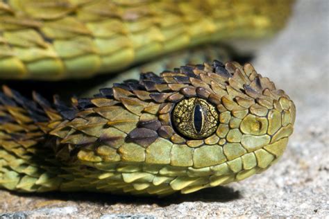 Snake Profile: African Bush Viper (8 Amazing Photos) - Snake Profile