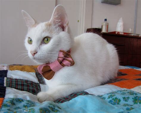 Cat Bow Tie + Pattern : 8 Steps (with Pictures) - Instructables